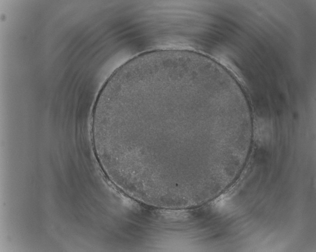 X0000066530856200603311818