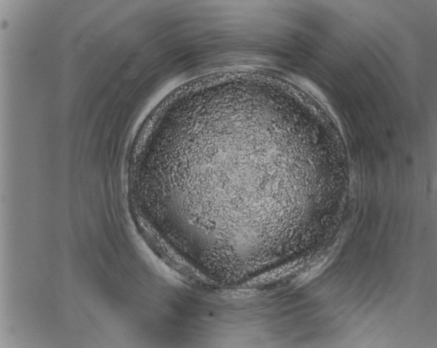 X0000066530859200603311818