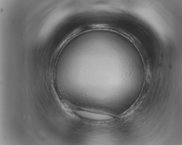 X0000066530861200603311818