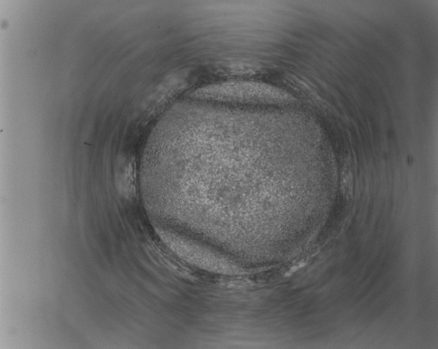 X0000066530866200603311817