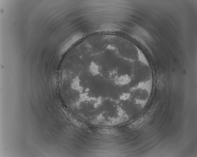 X0000066530874200603311817