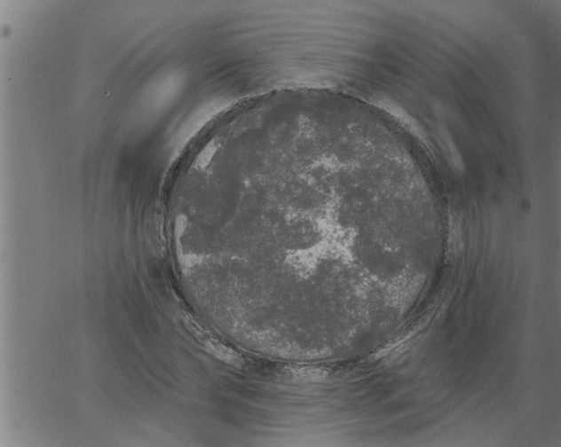 X0000066530878200603311817