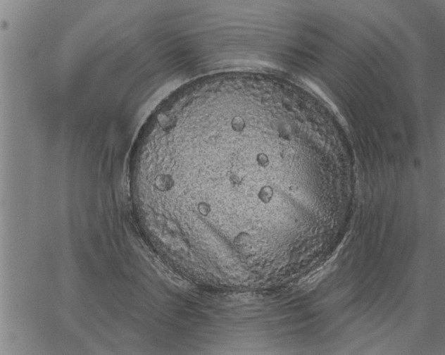 X0000066530883200603311817