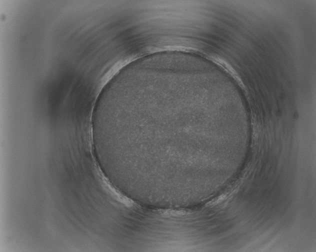 X0000066530890200603311817