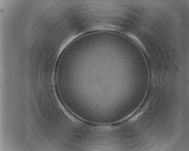 X0000066530893200603311817