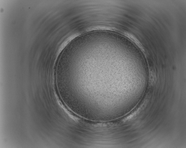 X0000066530898200603311817