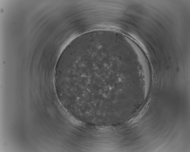 X0000066530899200603311817