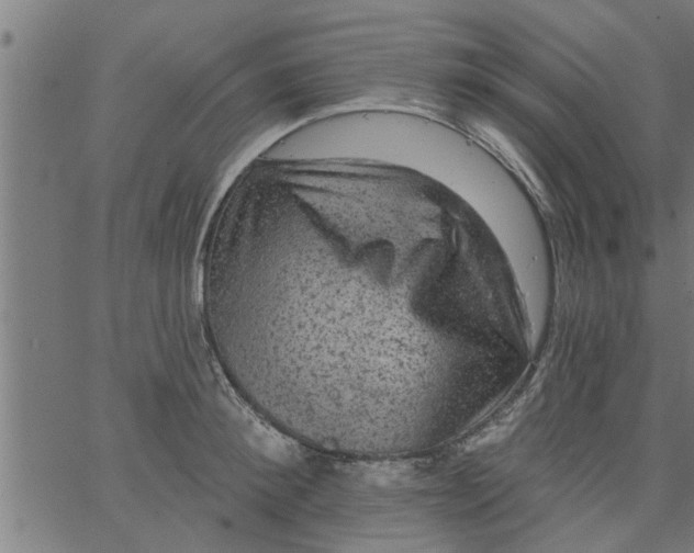 X0000066530900200603311817