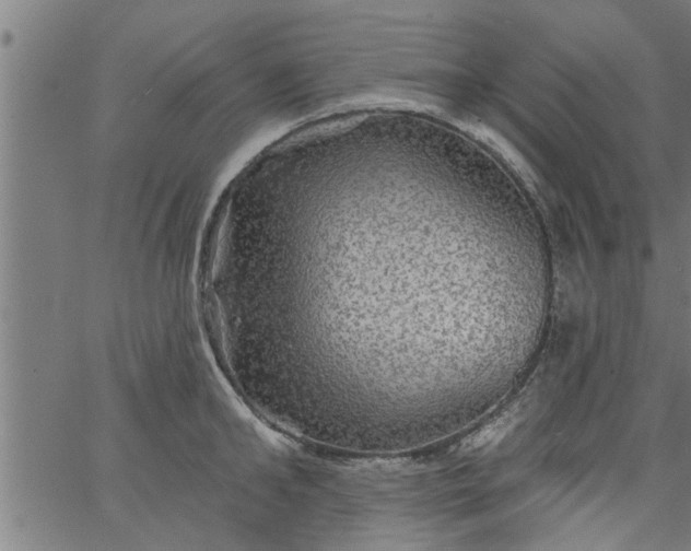 X0000066530902200603311817