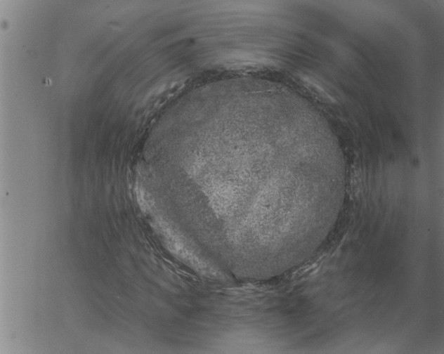 X0000066530917200603311816