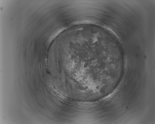 X0000066530921200603311816