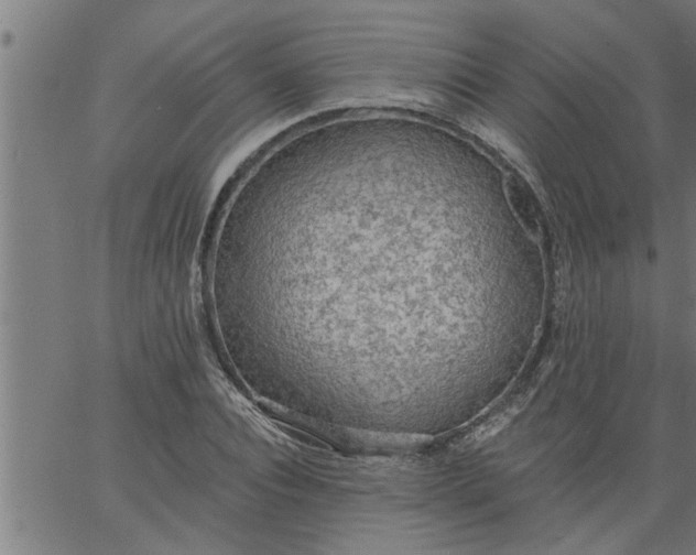 X0000066530928200603311816