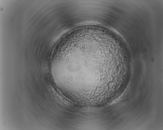 X0000066530929200603311816