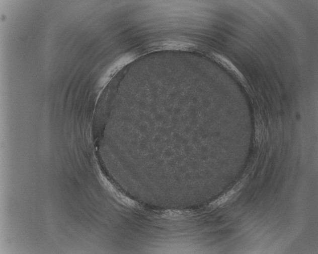 X0000066530938200603311816