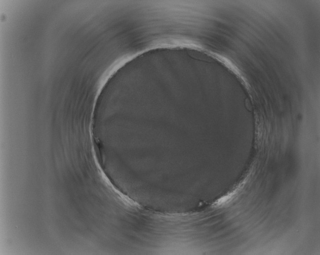 X0000066530943200603311816