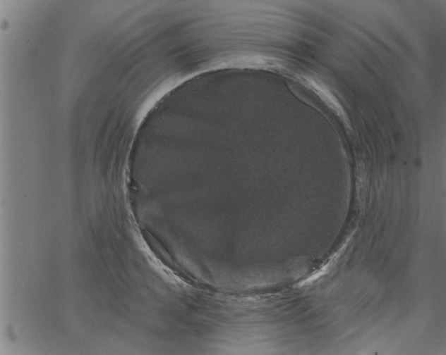 X0000066530944200603311816