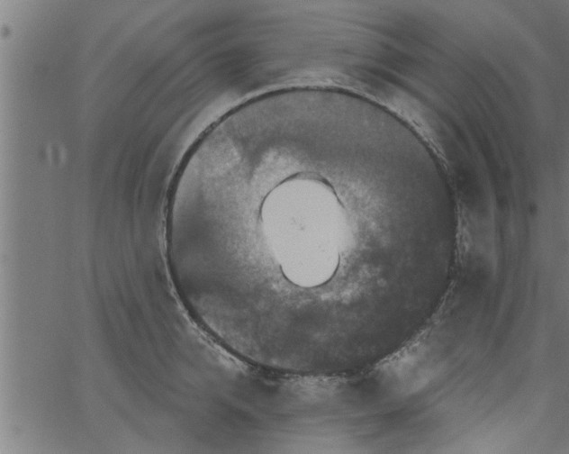 X0000066530950200603311816