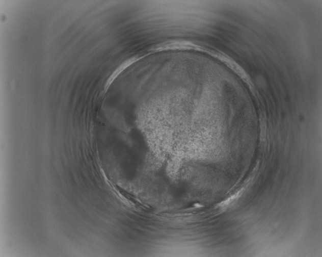 X0000066530953200603311816