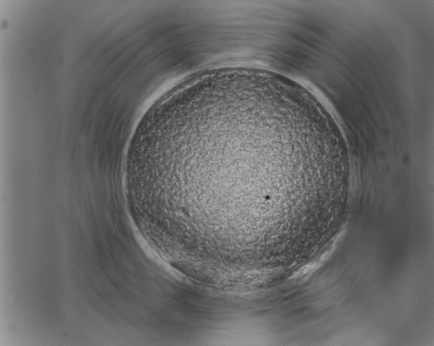 X0000066530957200603311816