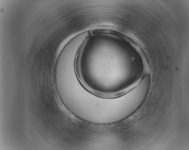 X0000066530960200603311817