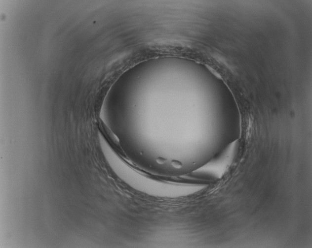 X0000066530965200603311816