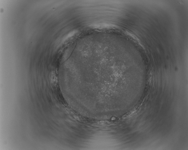 X0000066530966200603311816