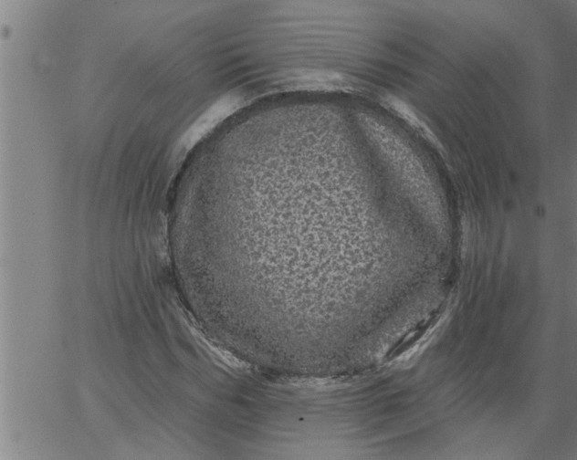 X0000066530970200603311816