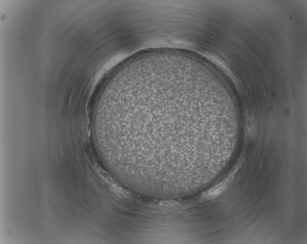 X0000066530974200603311816