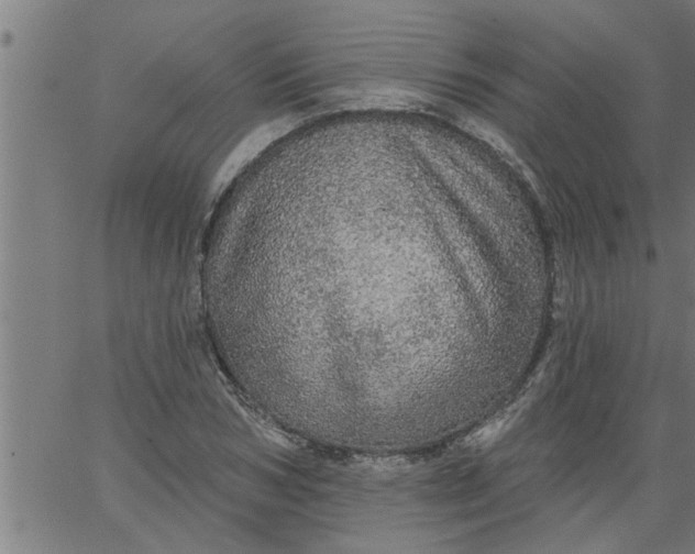 X0000066530978200603311815