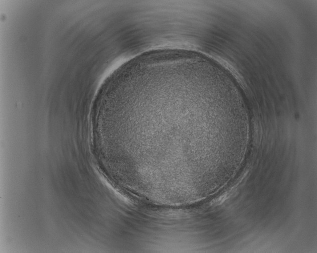 X0000066530982200603311815