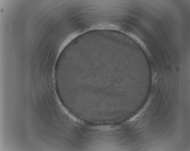 X0000066530990200603311815