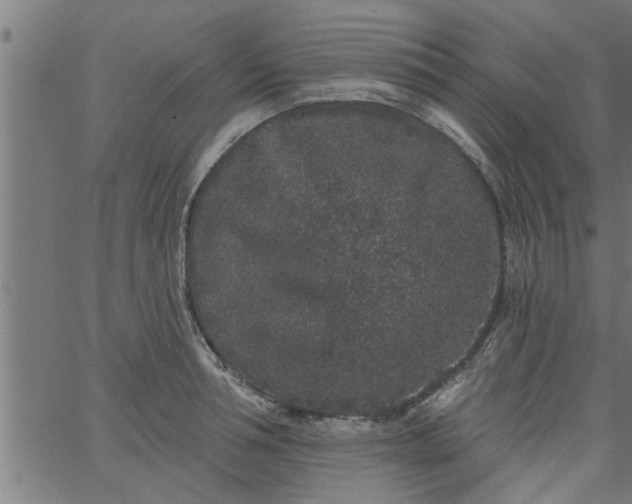 X0000066530994200603311815