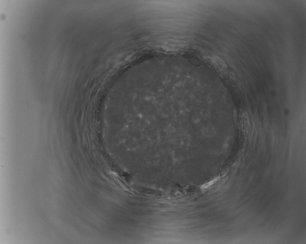 X0000066531009200603311814