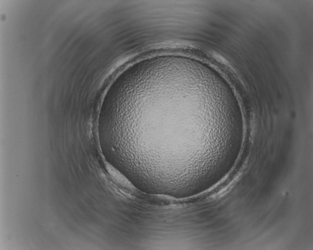 X0000066531017200603311814