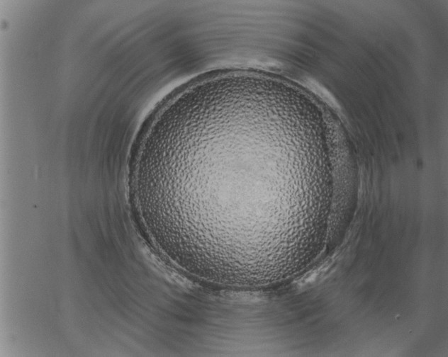 X0000066531020200603311814