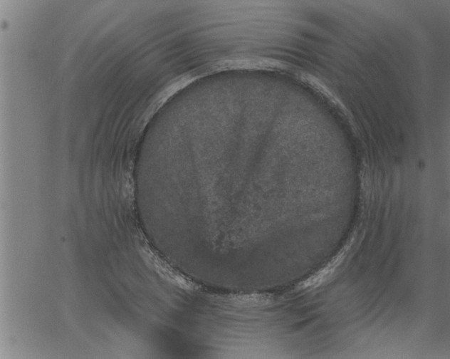 X0000066531025200603311814