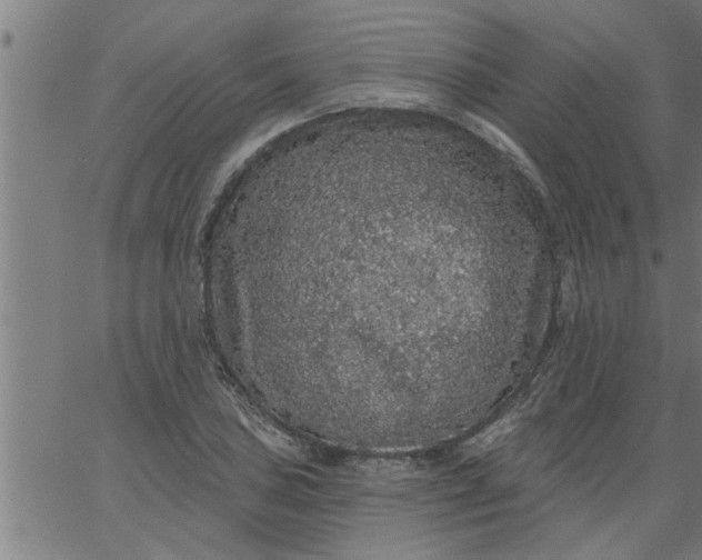 X0000066531027200603311815