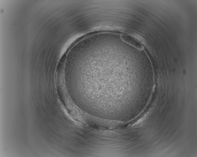 X0000066531030200603311815