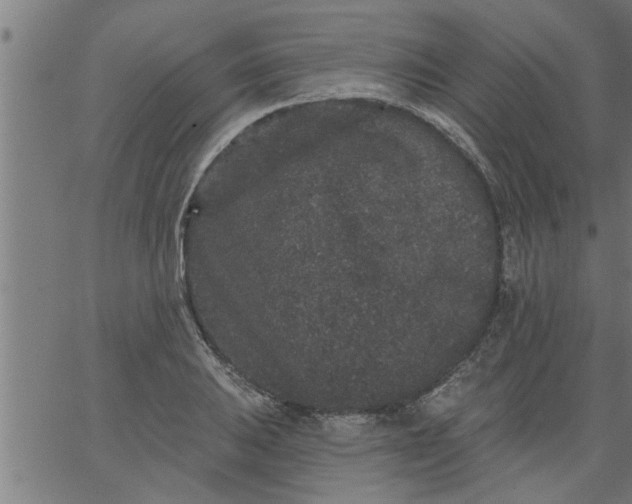 X0000066531031200603311815