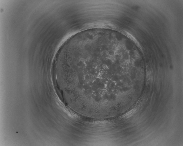 X0000066531035200603311815