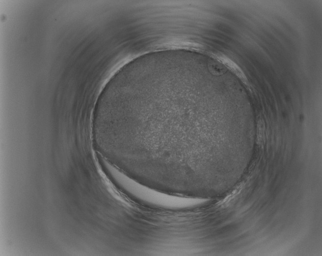 X0000066531039200603311815