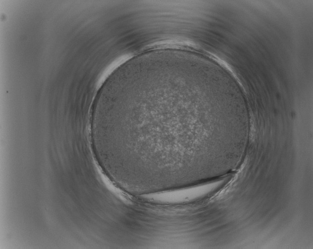 X0000066531042200603311815