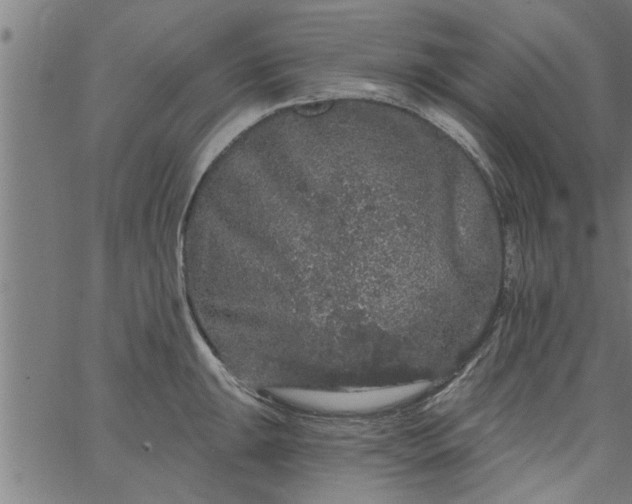 X0000066531047200603311815