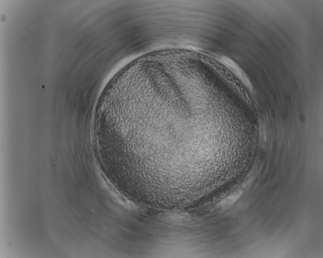 X0000066531052200603311815