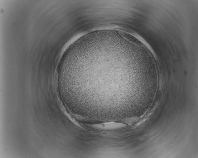 X0000066531053200603311815