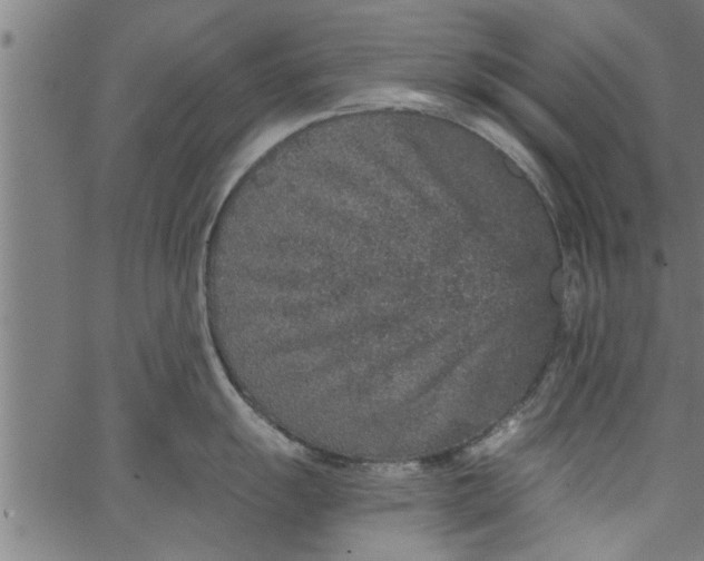 X0000066531055200603311815