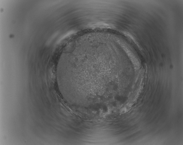 X0000066531063200603311814