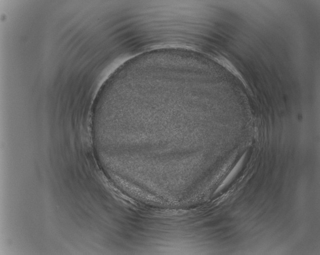 X0000066531068200603311814