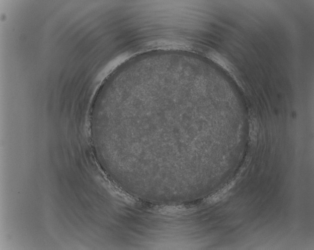 X0000066531074200603311814