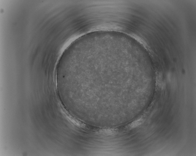 X0000066531078200603311814